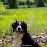 Vedette a rejoint le concours — aidez-le/la à gagner de superbes lots ! dog, bernese_mountain_dog, outdoor, grass, path, nature, sunlight, animal, pet, canine, fur, happy, tongue_out, sitting, greenery, daytime, portrait, mammal, friendly, field