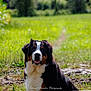 dog, bernese_mountain_dog, outdoor, grass, path, nature, sunlight, animal, pet, canine, fur, happy, tongue_out, sitting, greenery, daytime, portrait, mammal, friendly, field