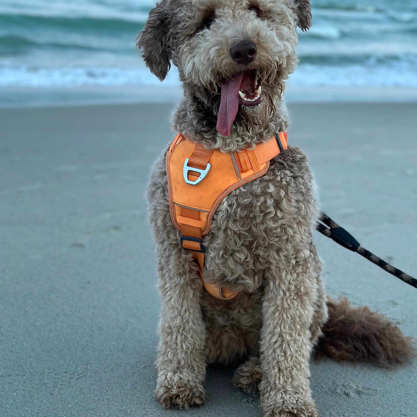 Penne is registered to the contest to win money with this photo: accessories, animal, beach, canine, coast, dog, harness, leash, nature, outdoors, pet, poodle, puppy, rock, sea, shoreline, soil, strap, terrier, water