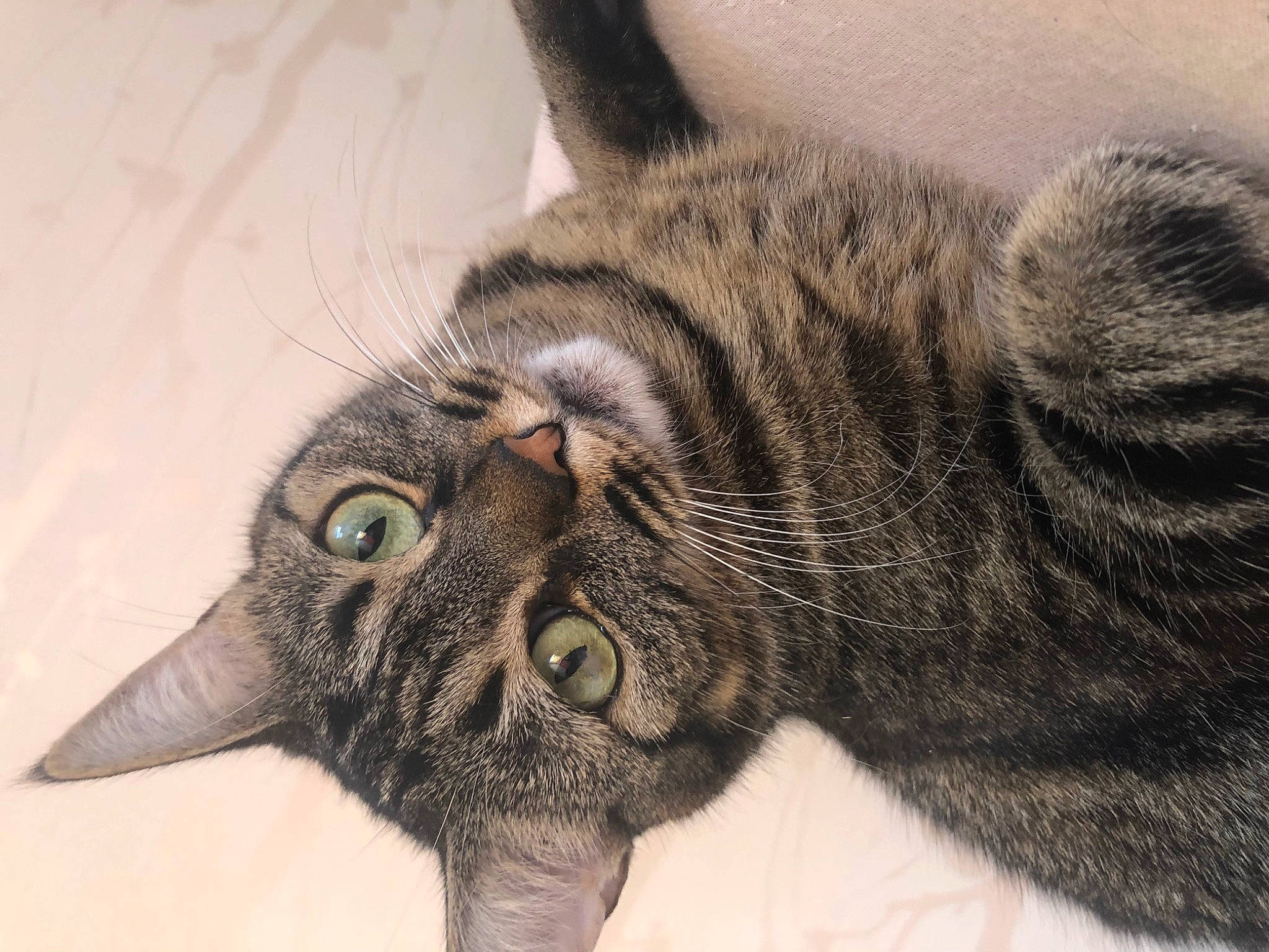 Ninja a rejoint le concours — aidez-le/la à gagner de superbes lots ! carnivore, cat, claw, close_up, domestic_short_haired_cat, ear, eye, felidae, fur, head, paw, small_to_medium_sized_cats, snout, tail, terrestrial_animal, whiskers, wildlife