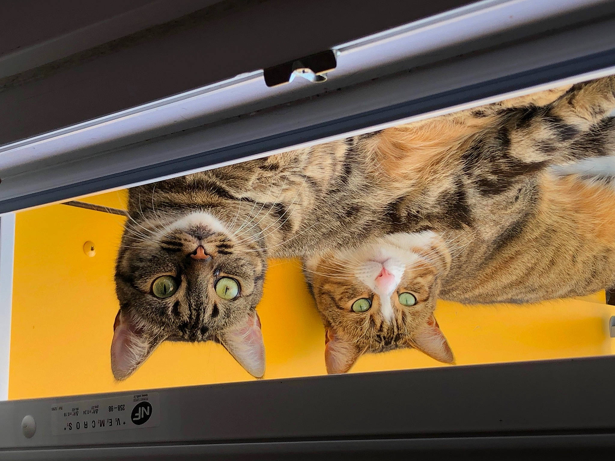 Ninja a rejoint le concours — aidez-le/la à gagner de superbes lots ! carnivore, cat, comfort, couch, domestic_short_haired_cat, felidae, font, fur, mammal, metal, paw, rectangle, room, shelf, small_to_medium_sized_cats, table, tail, vertebrate, whiskers, window