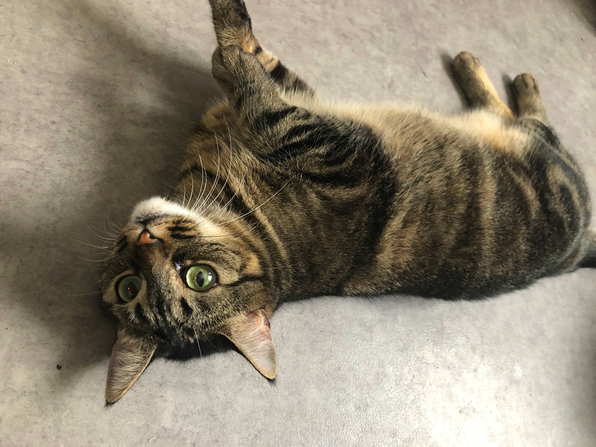 Ninja a rejoint le concours — aidez-le/la à gagner de superbes lots ! carnivore, cat, claw, comfort, domestic_short_haired_cat, felidae, fur, paw, small_to_medium_sized_cats, snout, tail, terrestrial_animal, whiskers, wildlife