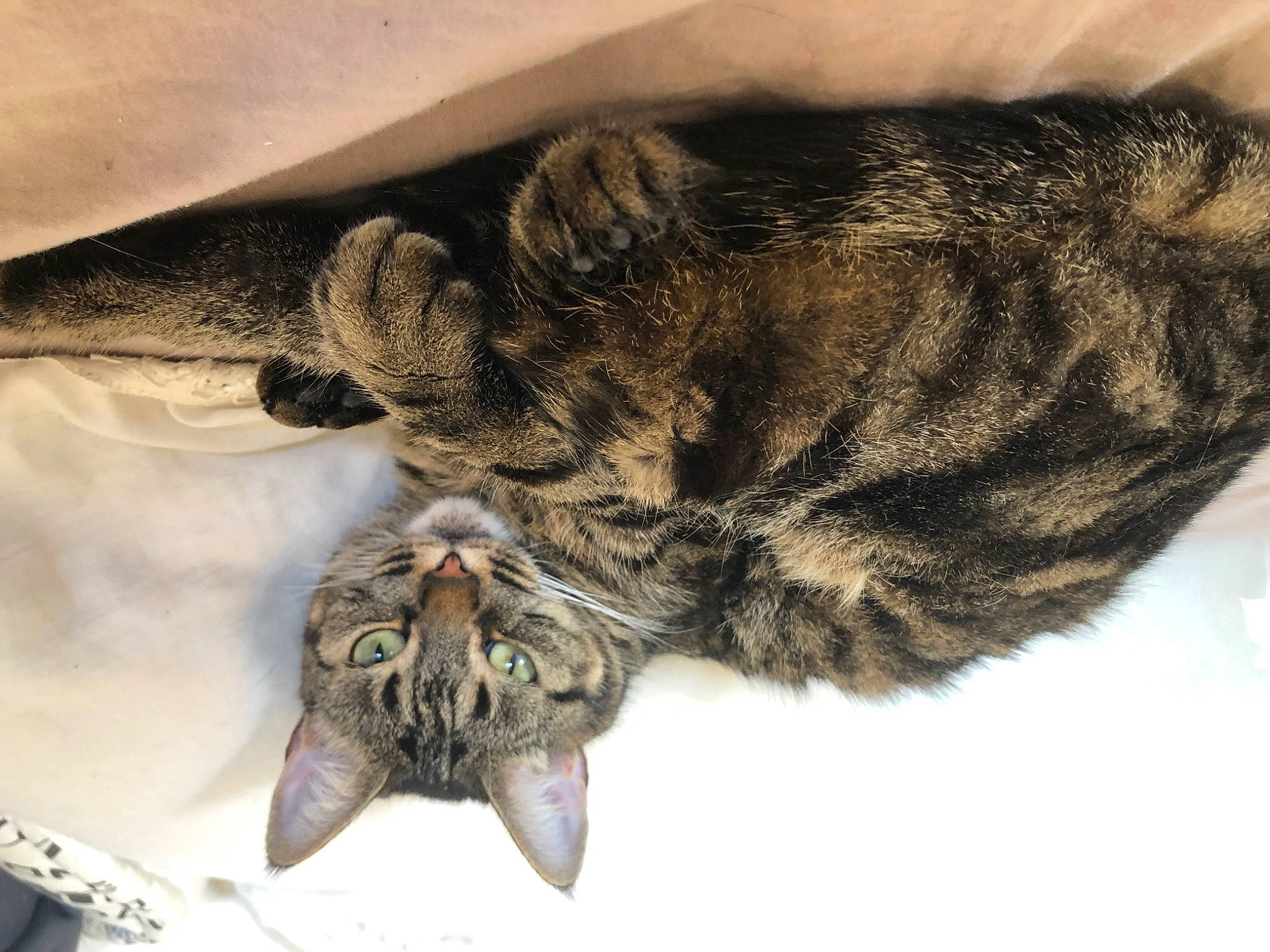 Ninja a rejoint le concours — aidez-le/la à gagner de superbes lots ! carnivore, cat, claw, felidae, fur, grey, paw, small_to_medium_sized_cats, snout, tail, terrestrial_animal, whiskers, wildlife, wing