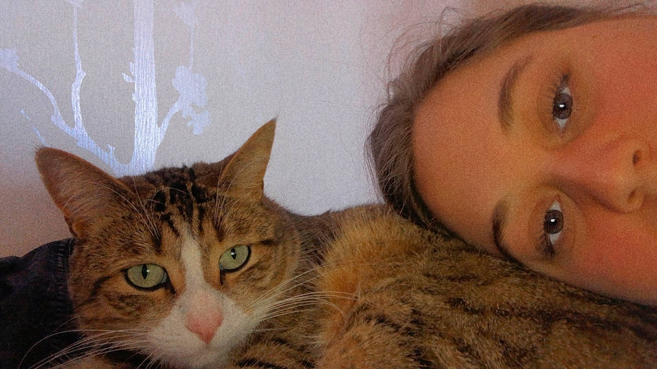 Mishka participe au concours pour gagner de l'argent avec cette photo : carnivore, cat, comfort, ear, eye, eyelash, fawn, felidae, fur, head, iris, mammal, nose, organ, selfie, small_to_medium_sized_cats, snout, textile, whiskers, window