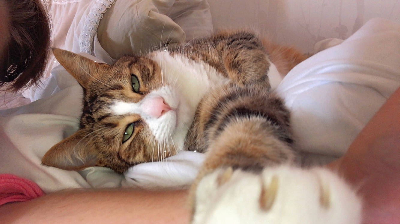 Mishka a rejoint le concours — aidez-le/la à gagner de superbes lots ! bed, bedding, carnivore, cat, claw, close_up, comfort, domestic_short_haired_cat, ear, eye, fawn, felidae, fur, linens, nap, paw, sleep, small_to_medium_sized_cats, tail, whiskers