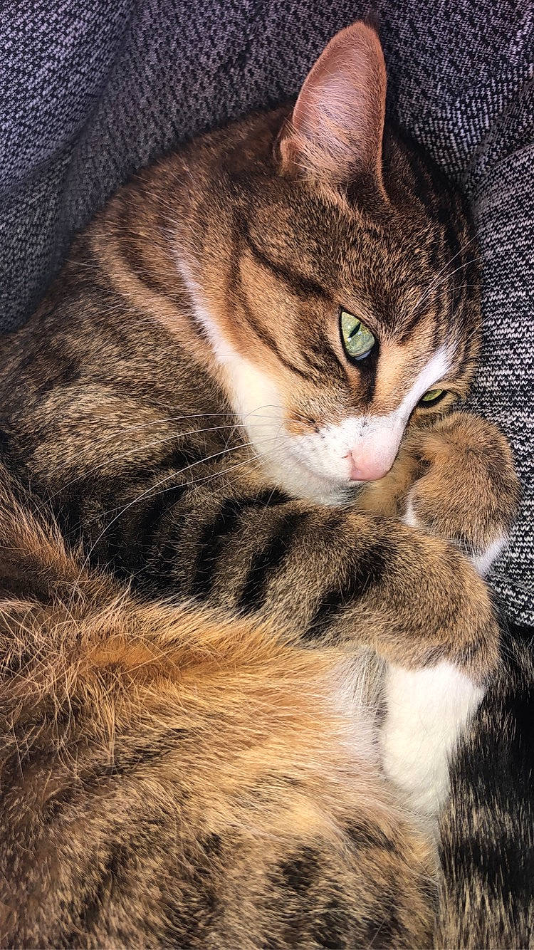 Mishka participe au concours pour gagner de l'argent avec cette photo : carnivore, cat, claw, comfort, domestic_short_haired_cat, eye, felidae, fur, grass, head, iris, paw, small_to_medium_sized_cats, snout, tail, terrestrial_animal, whiskers, wildlife