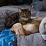 Tip joined the competition — help win amazing prizes! cat, dog, sleeping, tabby_cat, light_colored_dog, blanket, bed, indoor, cozy, resting, fur, pet, animal, companion, friendship, soft, comfort, relaxation, feline, canine