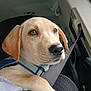 dog, puppy, car, seatbelt, collar, pet, animal, closeup, brown, canine, interior, seat, restraint, travel, transportation, young, cute, domestic_animal, companion, road_trip