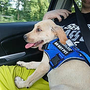 Tip is registered to the contest to win money with this photo: dog, puppy, animal, pet, car, person, seatbelt, window, trees, greenery, harness, blue_harness, tongue_out, lap, yellow_pants, black_shirt, hand, side_profile, happy, indoor