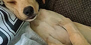 Tip is registered to the contest to win money with this photo: puppy, dog, sleeping, cozy, couch, gray_sweatshirt, relaxed, indoors, pet, animal, fur, nose, ears, resting, comfort, close_up, cute, domestic, young, companion