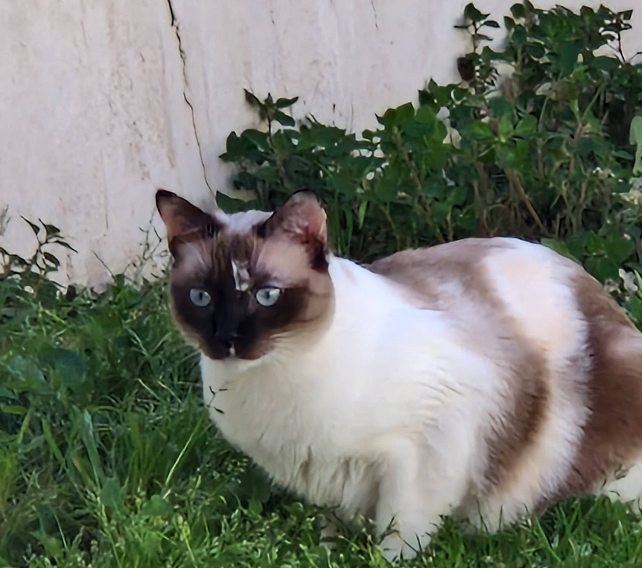 Perle a rejoint le concours — aidez-le/la à gagner de superbes lots ! balinese, carnivore, cat, domestic_short_haired_cat, fawn, felidae, fur, grass, groundcover, herbaceous_plant, plant, shrub, siamese, small_to_medium_sized_cats, snout, tail, terrestrial_animal, thai, tree, whiskers