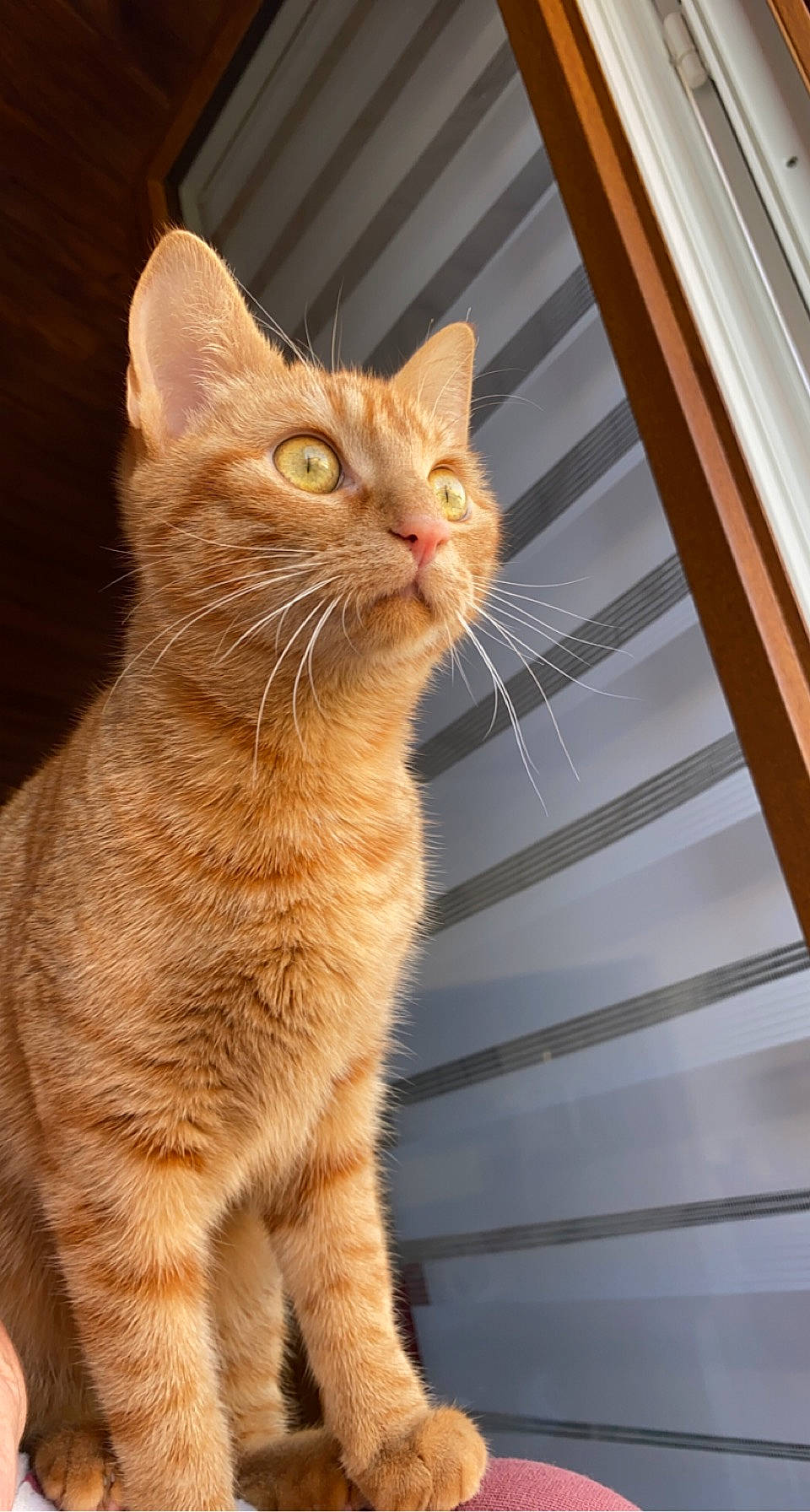 Market a rejoint le concours — aidez-le/la à gagner de superbes lots ! carnivore, cat, domestic_short_haired_cat, fawn, felidae, fur, mammal, paw, small_to_medium_sized_cats, tail, terrestrial_animal, vertebrate, whiskers, wildlife, window, wood