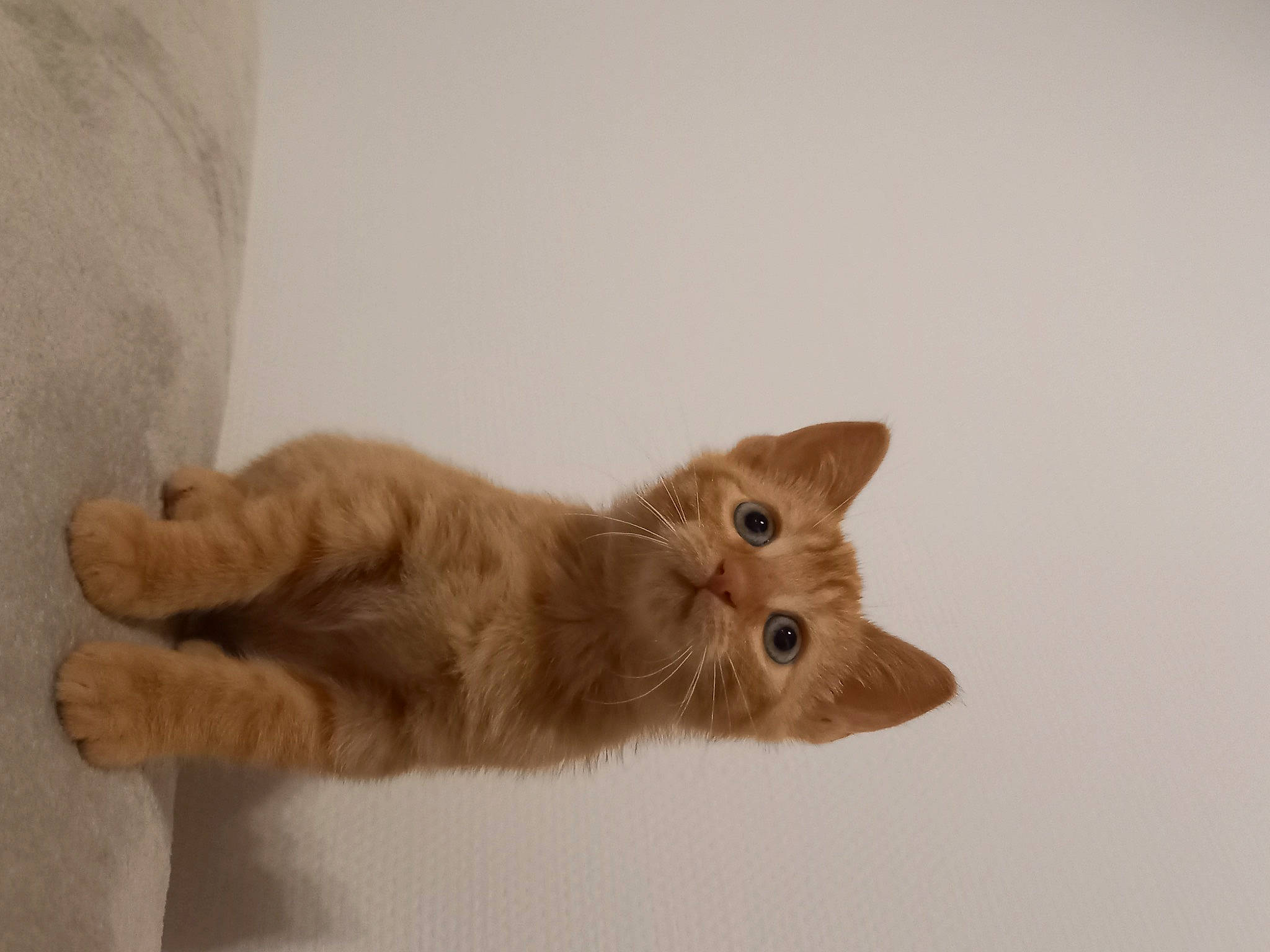 Market a rejoint le concours — aidez-le/la à gagner de superbes lots ! carnivore, cat, cat_toy, claw, domestic_short_haired_cat, fawn, felidae, fur, hardwood, liver, paw, small_to_medium_sized_cats, tail, terrestrial_animal, whiskers, wood