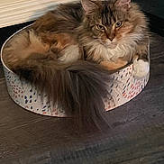 Melanie joined the competition — help win amazing prizes! cat, fluffy, long_hair, pet, animal, feline, resting, bed, round_bed, floor, wooden_floor, indoor, calm, looking_at_camera, ears, tail, whiskers, household, cozy, relaxed