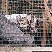 Christophe Leprince a rejoint le concours — aidez-le/la à gagner de superbes lots ! cat, tabby, paw, fluffy_bed, wooden_enclosure, wire_mesh, relaxed, animal, pet, feline, cage, resting, indoor, gray, striped, cute, cozy, raised_paw, looking_at_camera, nature_background