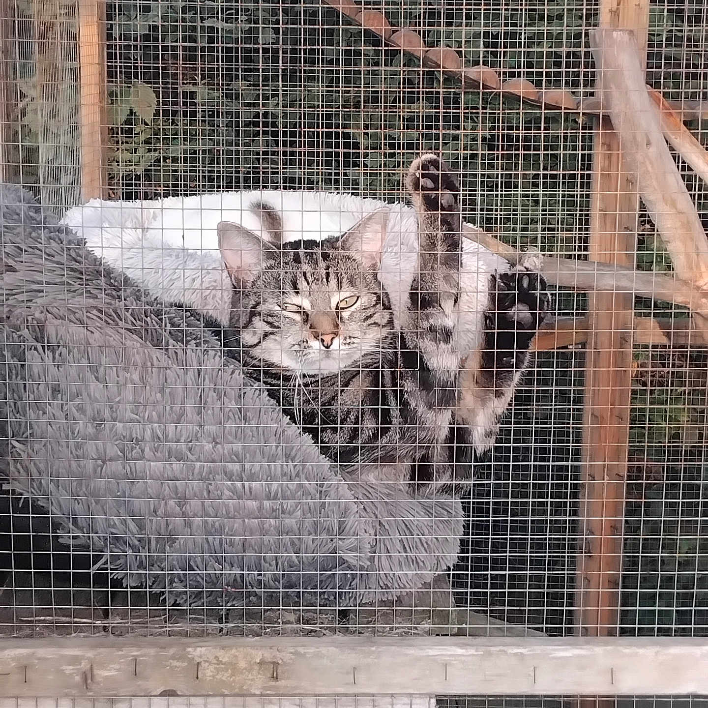 Christophe Leprince a rejoint le concours — aidez-le/la à gagner de superbes lots ! animal, cage, cat, cozy, cute, feline, fluffy_bed, gray, indoor, looking_at_camera, nature_background, paw, pet, raised_paw, relaxed, resting, striped, tabby, wire_mesh, wooden_enclosure
