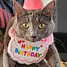 Lily a rejoint le concours — aidez-le/la à gagner de superbes lots ! cat, gray_cat, birthday, party_hat, bib, happy_birthday, pet, animal, portrait, close_up, indoor, sitting, front_facing, yellow_eyes, whiskers, pink, costume, celebration, person, television