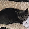 cat, kitten, gray_cat, pet, animal, feline, fluffy_blanket, plush_toy, stuffed_animal, pink_toy, white_toy, cozy, indoors, cuddling, lying_down, curled_up, wide_eyes, yellow_eyes, soft_texture, portrait