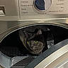 Lily participe au concours pour gagner de l'argent avec cette photo : cat, gray_cat, pet, animal, face, eyes, green_eyes, ears, whiskers, portrait, inside_washing_machine, washing_machine, laundry, appliance, household, indoor, close_up, curious, funny, french_text