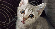 Lagherta participe au concours pour gagner de l'argent avec cette photo : kitten, cat, pet, animal, sitting, portrait, close_up, wide_eyed, tongue_out, striped_fur, gray_fur, ears, whiskers, indoors, couch, cushion, cozy, cute, funny_expression, photography