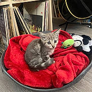 Lagherta participe au concours pour gagner de l'argent avec cette photo : cat, kitten, gray_cat, pet, animal, sitting, red_bed, blanket, plush_toys, toy, music, guitar, vinyl_records, bookshelf, indoors, home, floor, portrait, whiskers, cute