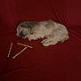 animal, blanket, calm, chew_sticks, companion, cozy, cute, dog, domestic, fur, fur_texture, indoor, lying_down, pet, quiet, red, relaxation, resting, sleeping, small_dog