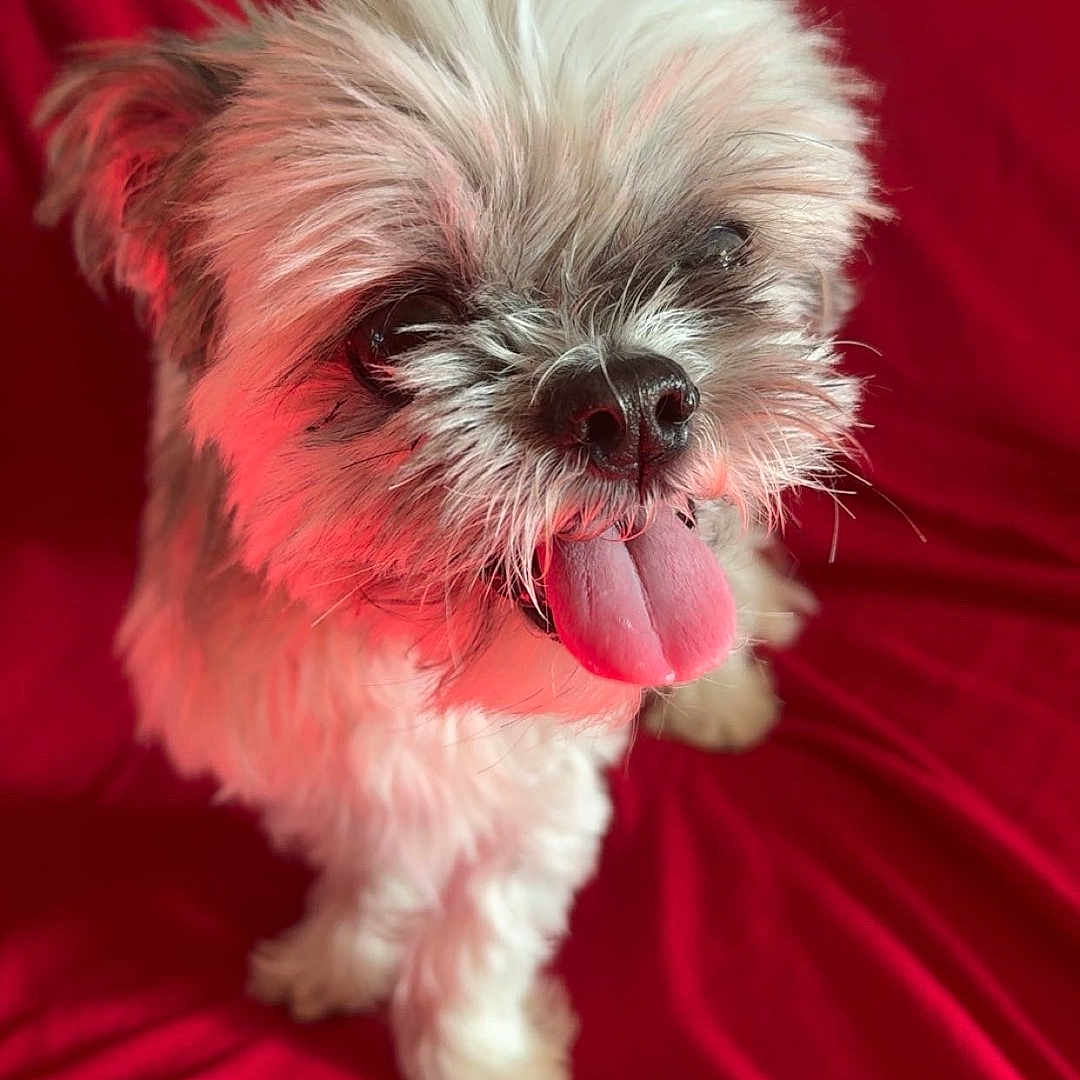 Mr. A is registered to the contest to win money with this photo: animal, close_up, companion, cute, dog, ears, fluffy, friendly, fur, furry, happy, indoor, nose, pet, portrait, red_blanket, scruffy, sitting, small_dog, tongue_out