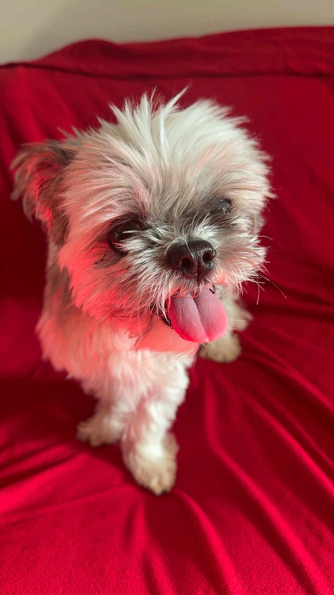 Mr. A is registered to the contest to win money with this photo: animal, close_up, companion, cute, dog, ears, fluffy, friendly, fur, furry, happy, indoor, nose, pet, portrait, red_blanket, scruffy, sitting, small_dog, tongue_out