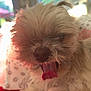 Mr. A is registered to the contest to win money with this photo: animal, blanket, closeup, cozy, cute, dog, fluffy, fur, home, indoor, laying, paw, pet, red, relaxed, sleepy, soft_light, tongue, window, yawning