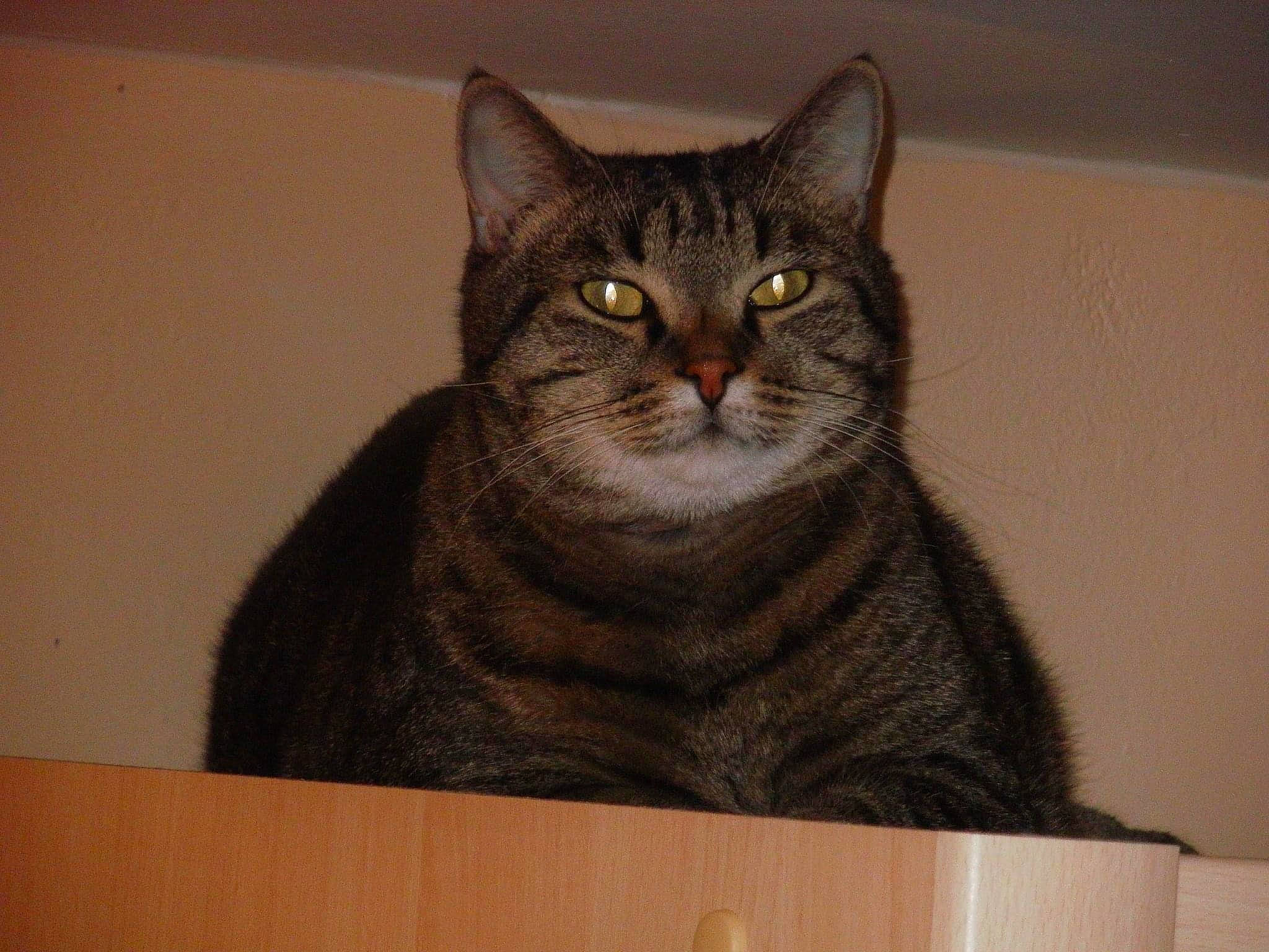 Riri participe au concours pour gagner de l'argent avec cette photo : art, black_cat, carnivore, cat, chartreux, domestic_short_haired_cat, felidae, fur, grey, hardwood, small_to_medium_sized_cats, snout, tail, terrestrial_animal, whiskers, window, wood