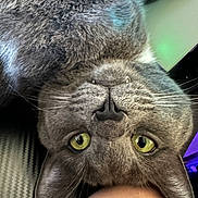 Smokey is registered to the contest to win money with this photo: cat, close_up, cozy, curious, cute, domestic_animal, ear, face, feline, furry, gray_cat, green_eyes, human_arm, indoor, nose, paw, pet, resting, upside_down, whiskers