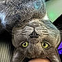 cat, close_up, cozy, curious, cute, domestic_animal, ear, face, feline, furry, gray_cat, green_eyes, human_arm, indoor, nose, paw, pet, resting, upside_down, whiskers