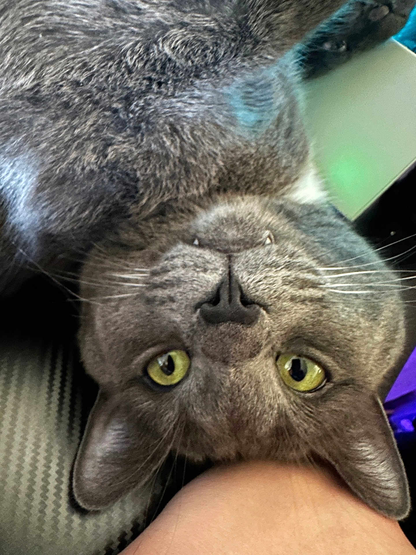 Smokey