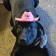 Stevie is registered to the contest to win money with this photo: dog, black_dog, pet, carpet, hat, cowboy_hat, accessory, indoor, animal, cute, laying_down, collar, flower_accessory, floor, canine, domestic_animal, looking_at_camera, portrait, funny, costume