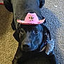 dog, black_dog, pet, carpet, hat, cowboy_hat, accessory, indoor, animal, cute, laying_down, collar, flower_accessory, floor, canine, domestic_animal, looking_at_camera, portrait, funny, costume