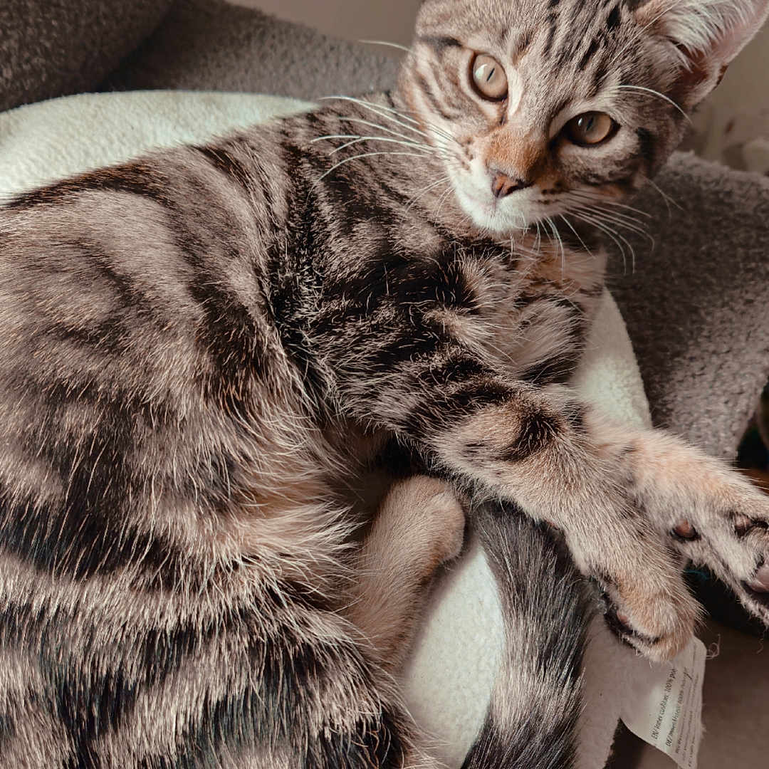 Isis a rejoint le concours — aidez-le/la à gagner de superbes lots ! abyssinian, animal, armchair, blanket, cat, chair, couch, egyptiancat, furniture, kitten, manx, pet