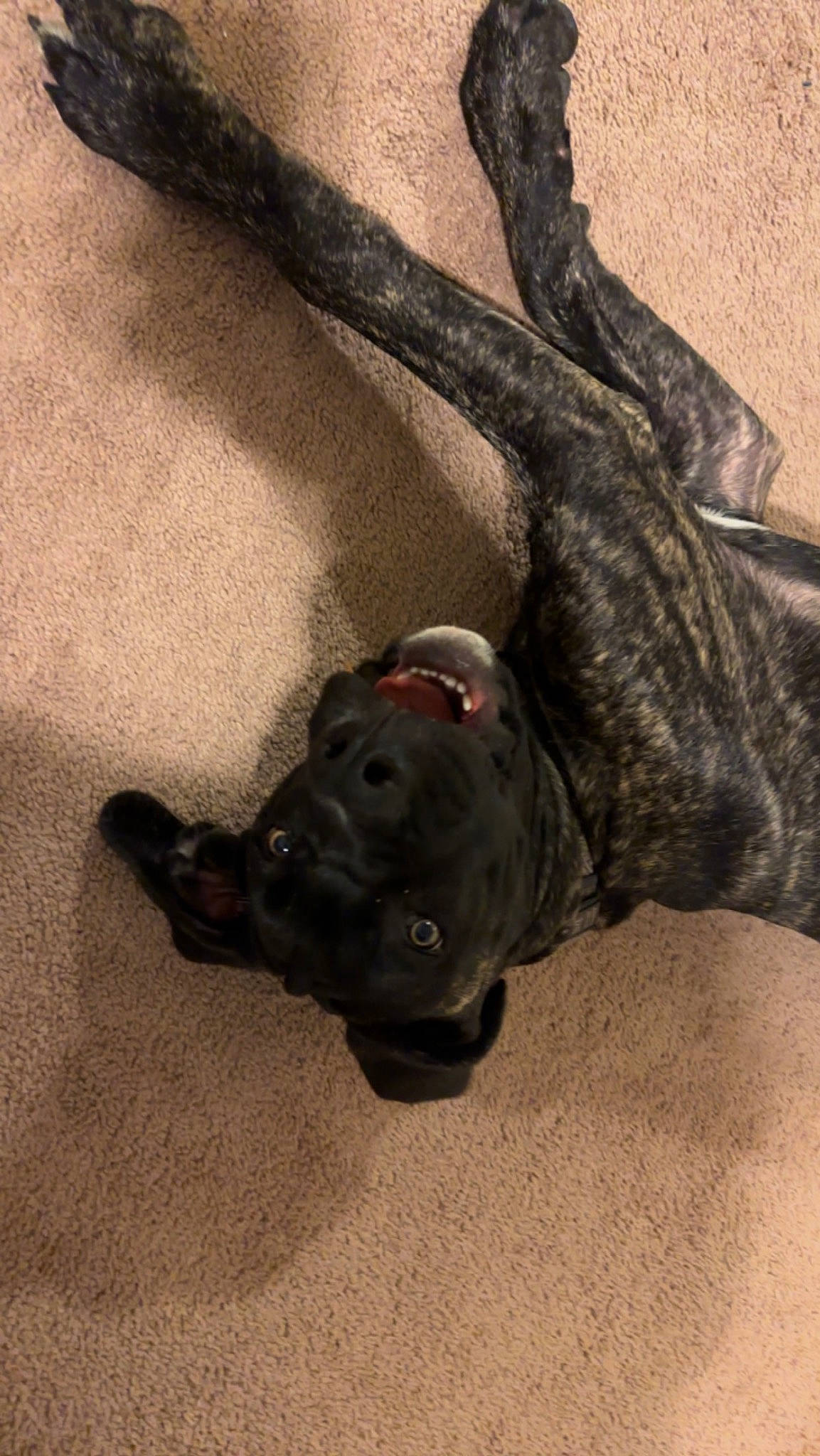 Duke is registered to the contest to win money with this photo: canidae, carnivore, collar, companion_dog, dog, dog_breed, dog_collar, fawn, fur, guard_dog, liver, non_sporting_group, snout, sporting_group, tail, terrestrial_animal, whiskers, wood, working_animal, working_dog