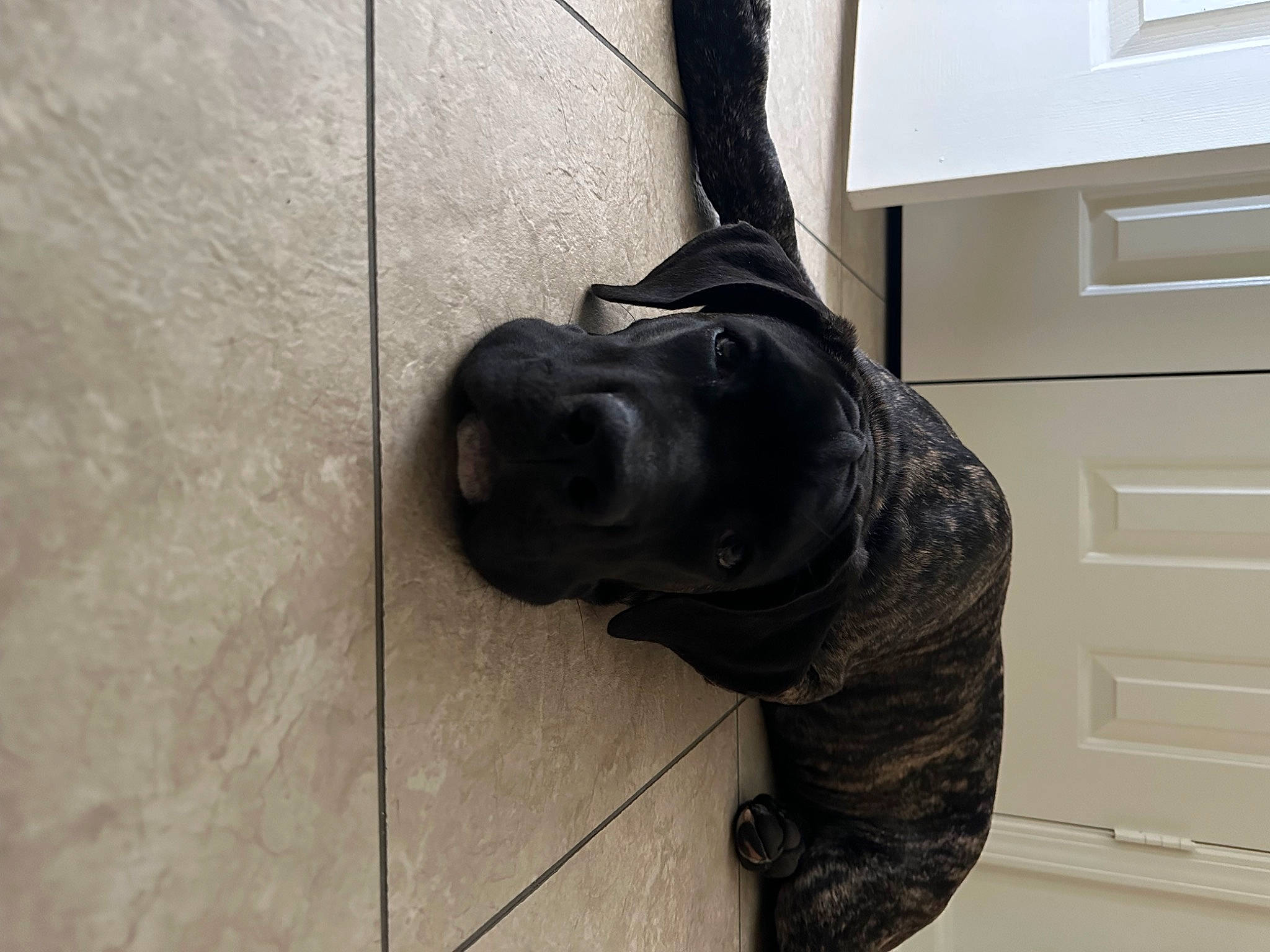 Duke is registered to the contest to win money with this photo: canidae, carnivore, companion_dog, dog, dog_breed, dog_collar, fawn, flooring, fur, guard_dog, liver, mammal, snout, tail, terrestrial_animal, vertebrate, wall_plate, wood, working_animal, wrinkle