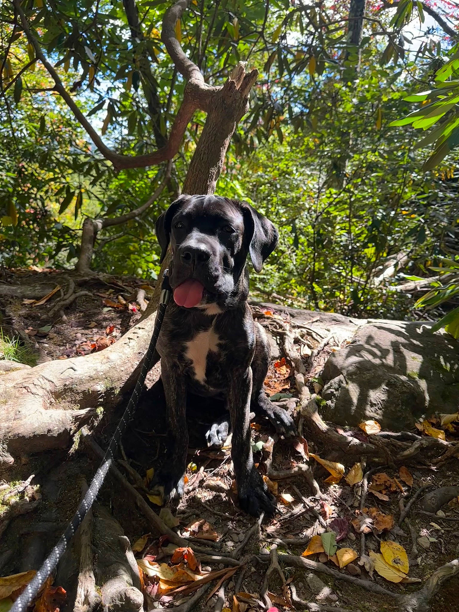 Duke is registered to the contest to win money with this photo: adventure, carnivore, companion_dog, dog, dog_breed, fawn, forest, grass, guard_dog, gun_dog, jungle, plant, soil, sporting_group, tail, trail, tree, woodland, working_animal, working_dog