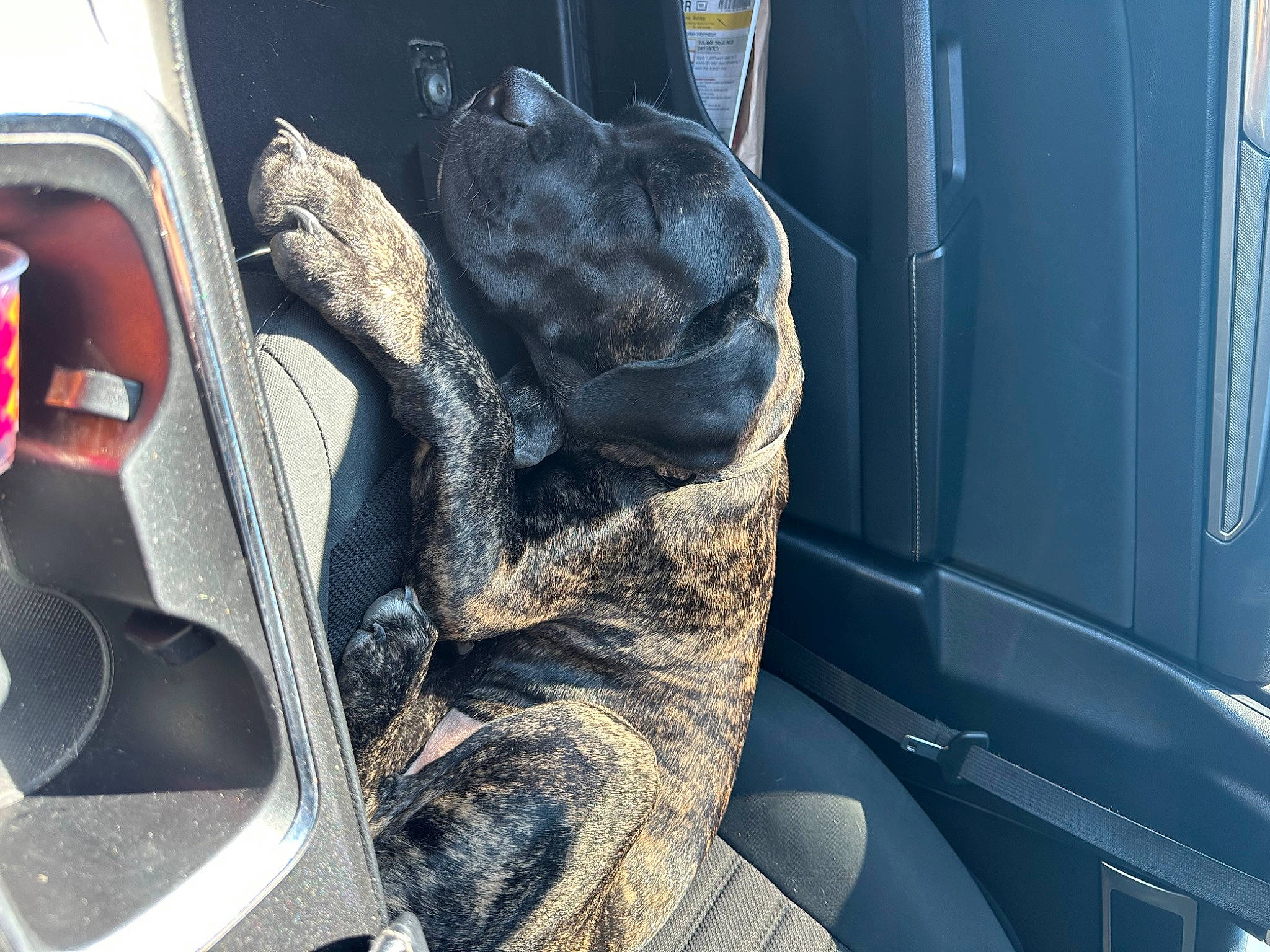 Duke is registered to the contest to win money with this photo: auto_part, automotive_design, automotive_exterior, automotive_lighting, automotive_tire, automotive_wheel_system, automotive_window_part, car_seat, car_seat_cover, electric_blue, family_car, hood, motor_vehicle, personal_luxury_car, steering_wheel, trunk, vehicle, vehicle_door, window, windshield