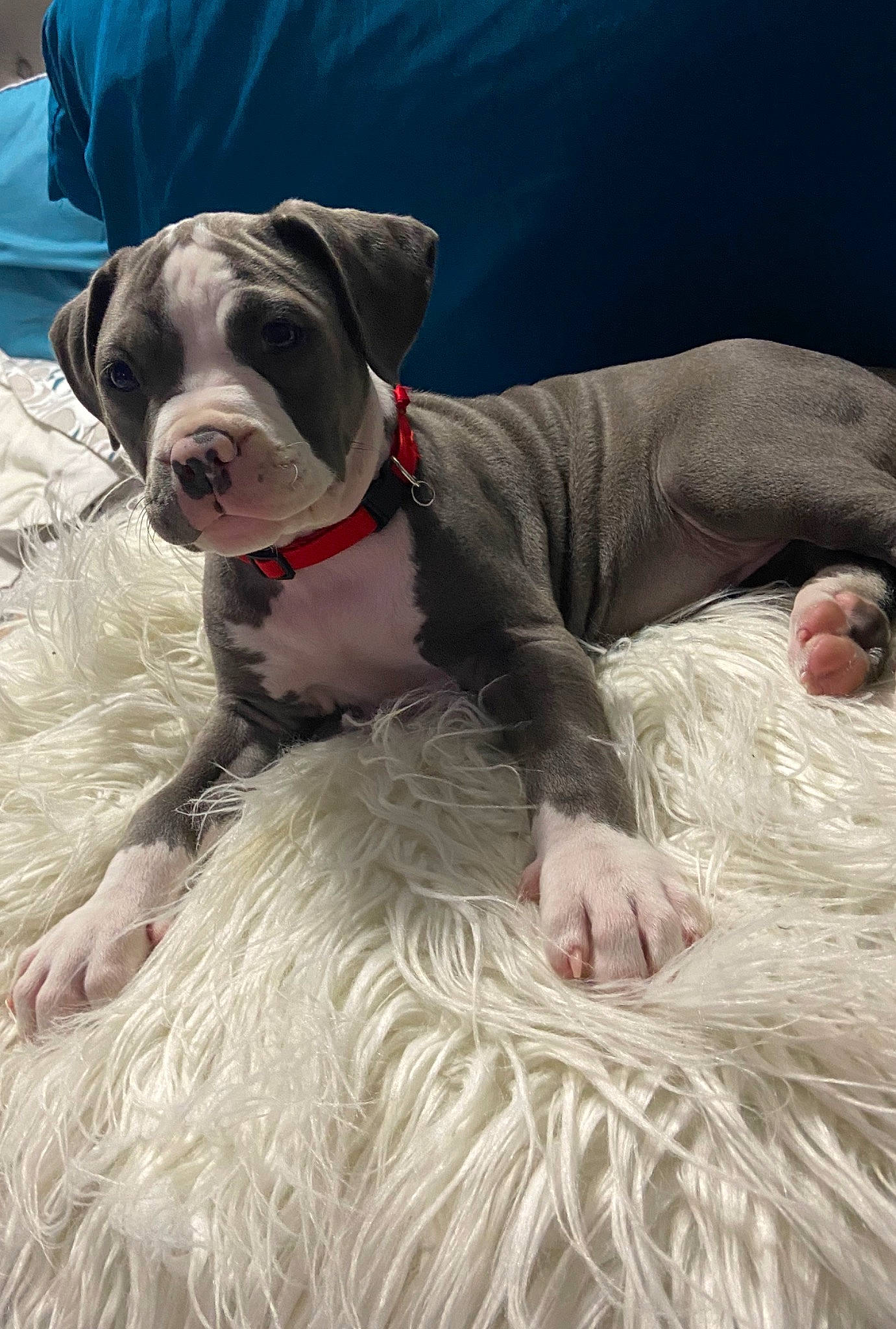 Laydie is registered to the contest to win money with this photo: american_bulldog, american_pit_bull_terrier, american_staffordshire_terrier, canidae, carnivore, companion_dog, dog, dog_breed, fawn, great_dane, mammal, non_sporting_group, pit_bull, pointer, puppy, rare_breed_dog, snout, sporting_group, vertebrate