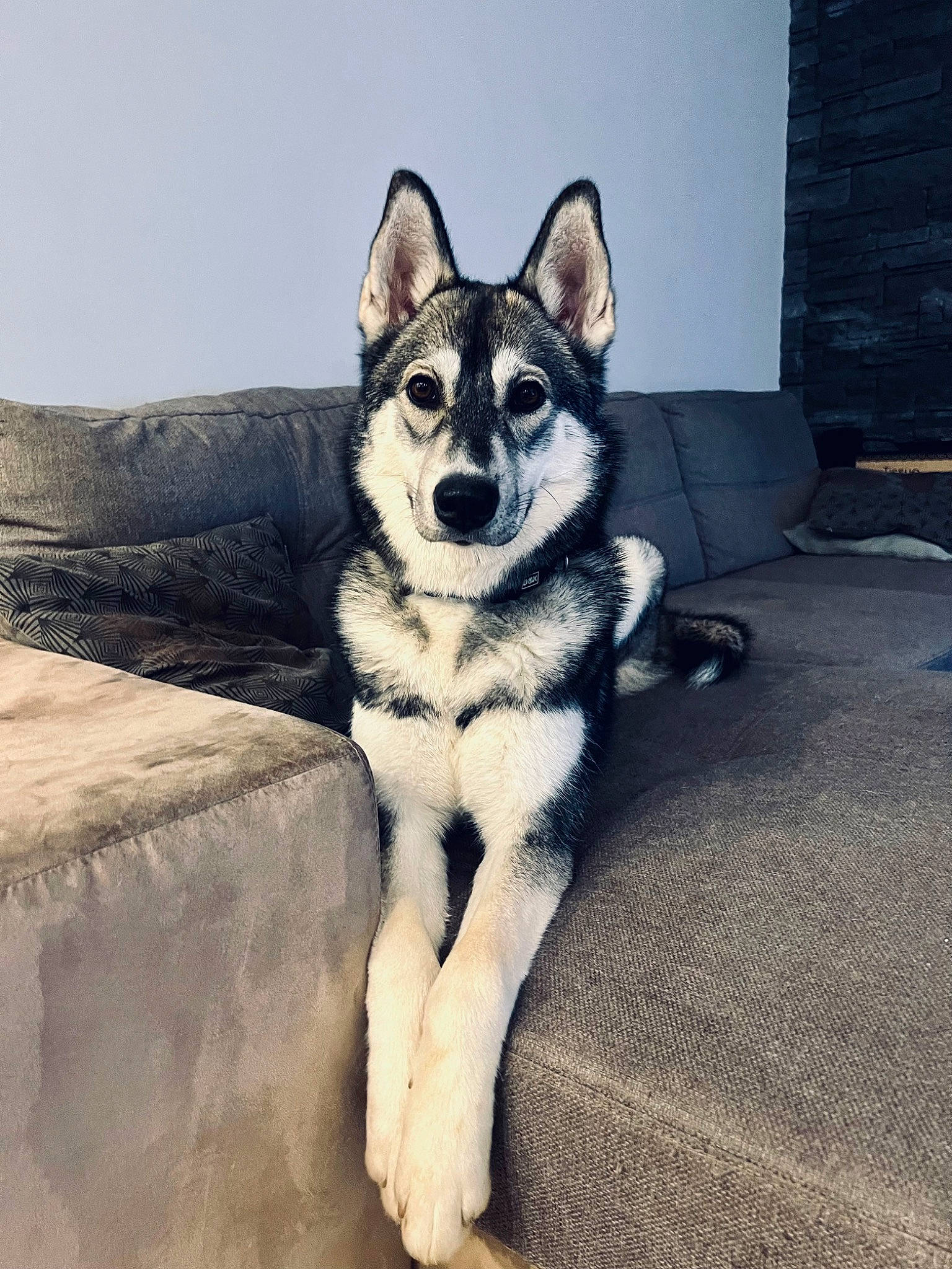 Tosca a rejoint le concours — aidez-le/la à gagner de superbes lots ! art, canidae, canis, carnivore, comfort, companion_dog, dog, dog_breed, eye, fur, grey, jaw, sled_dog, snout, sporting_group, tail, whiskers, wildlife, wolf, working_animal