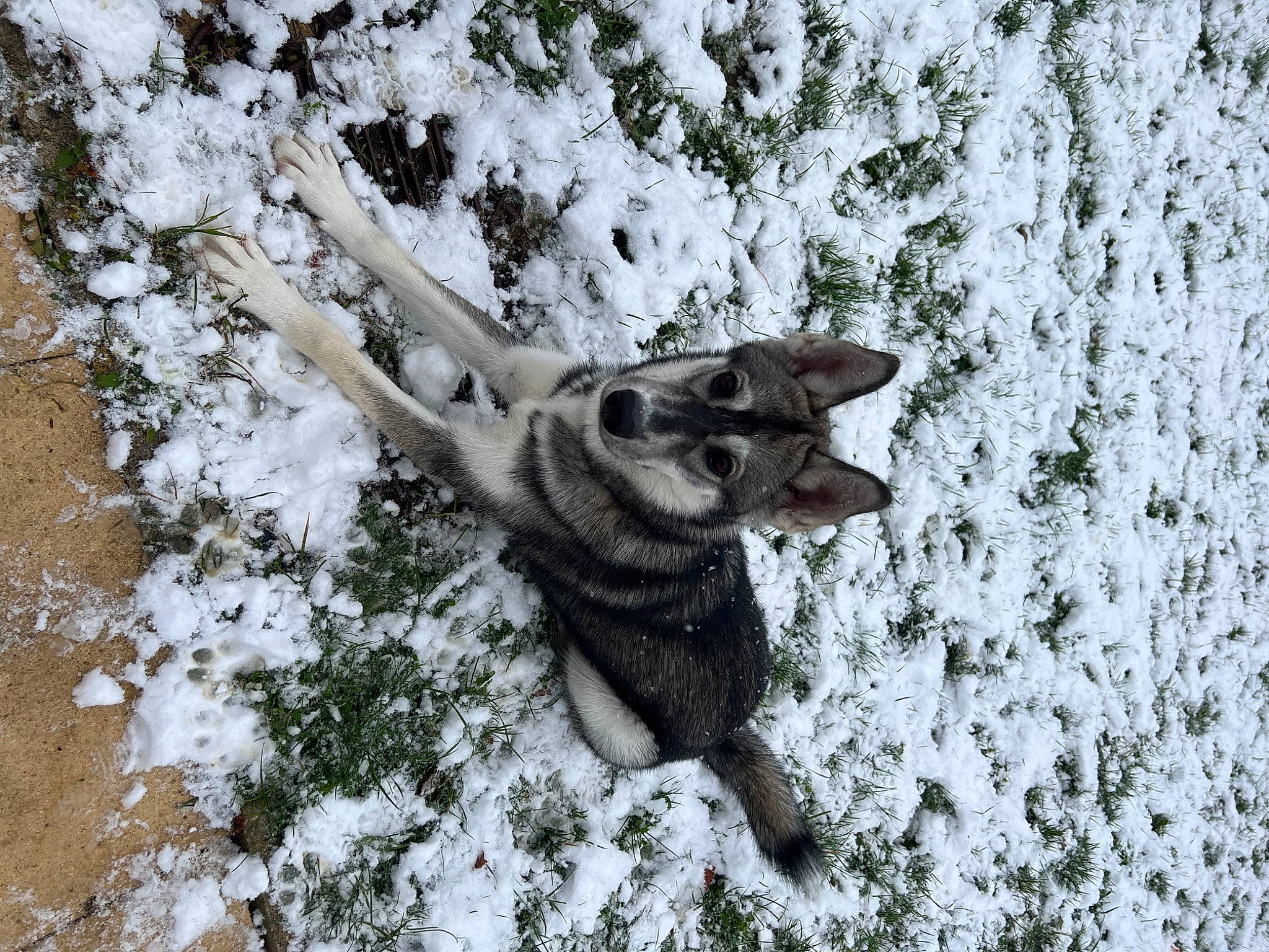 Tosca participe au concours pour gagner de l'argent avec cette photo : art, branch, fawn, forest, freezing, frost, fur, grass, monochrome, plant, precipitation, snow, tail, terrestrial_animal, tree, trunk, twig, wildlife, winter, wood