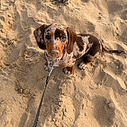 Yzi a rejoint le concours — aidez-le/la à gagner de superbes lots ! beach, collar, cute, dachshund, dog, fur, leash, looking_up, outdoors, paw, pet, portrait, puppy, puppy_eyes, sand, sand_on_nose, short_legs, sitting, small_dog, spotted_fur