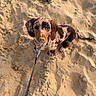 beach, collar, cute, dachshund, dog, fur, leash, looking_up, outdoors, paw, pet, portrait, puppy, puppy_eyes, sand, sand_on_nose, short_legs, sitting, small_dog, spotted_fur