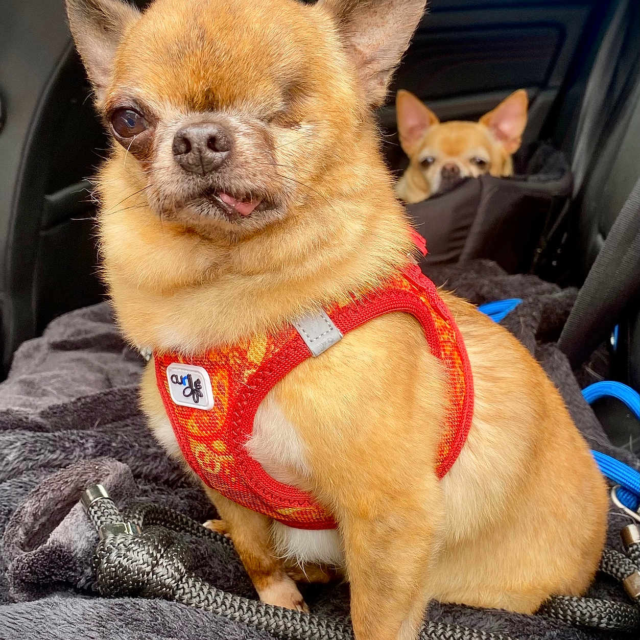 Boris participe au concours pour gagner de l'argent avec cette photo : accessories, animal, belt, bodypart, bulldog, canine, chihuahua, cushion, dog, harness, homedecor, mouth, person, pet, puppy, sleeping, strap, sunglasses, transportation, vehicle
