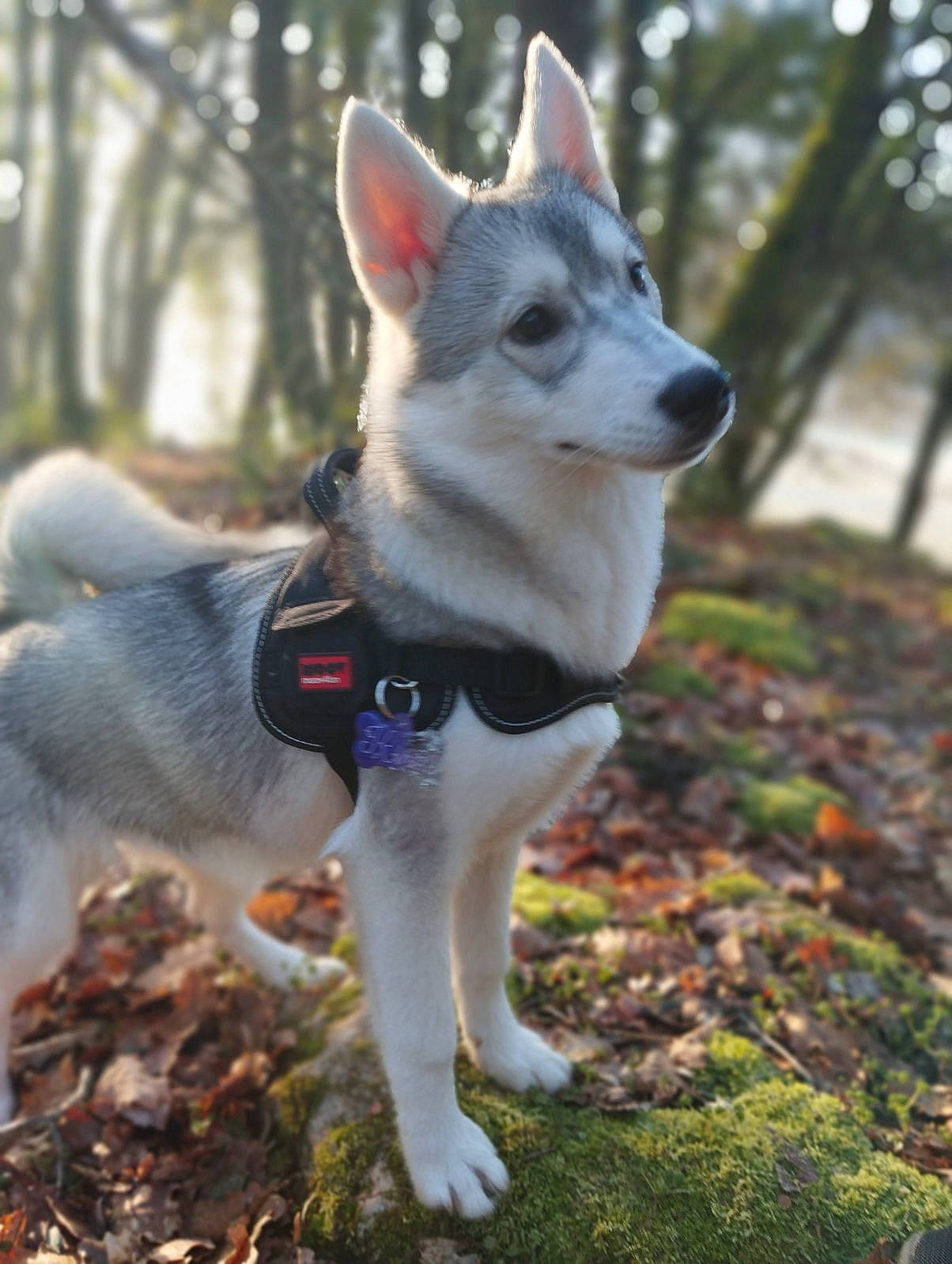 Kira a rejoint le concours — aidez-le/la à gagner de superbes lots ! canidae, carnivore, collar, companion_dog, dog, dog_breed, east_european_shepherd, fashion_accessory, fawn, fur, grass, leash, recreation, sled_dog, snout, sporting_group, tail, tree, wolf, working_animal