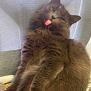 Suzume is registered to the contest to win money with this photo: animal, cat, chair, close_up, collar, cozy, cute, domestic_cat, feline, fluffy, funny_expression, fur, gray_cat, indoor, pet, playful, relaxed, sitting, tongue_out, whiskers