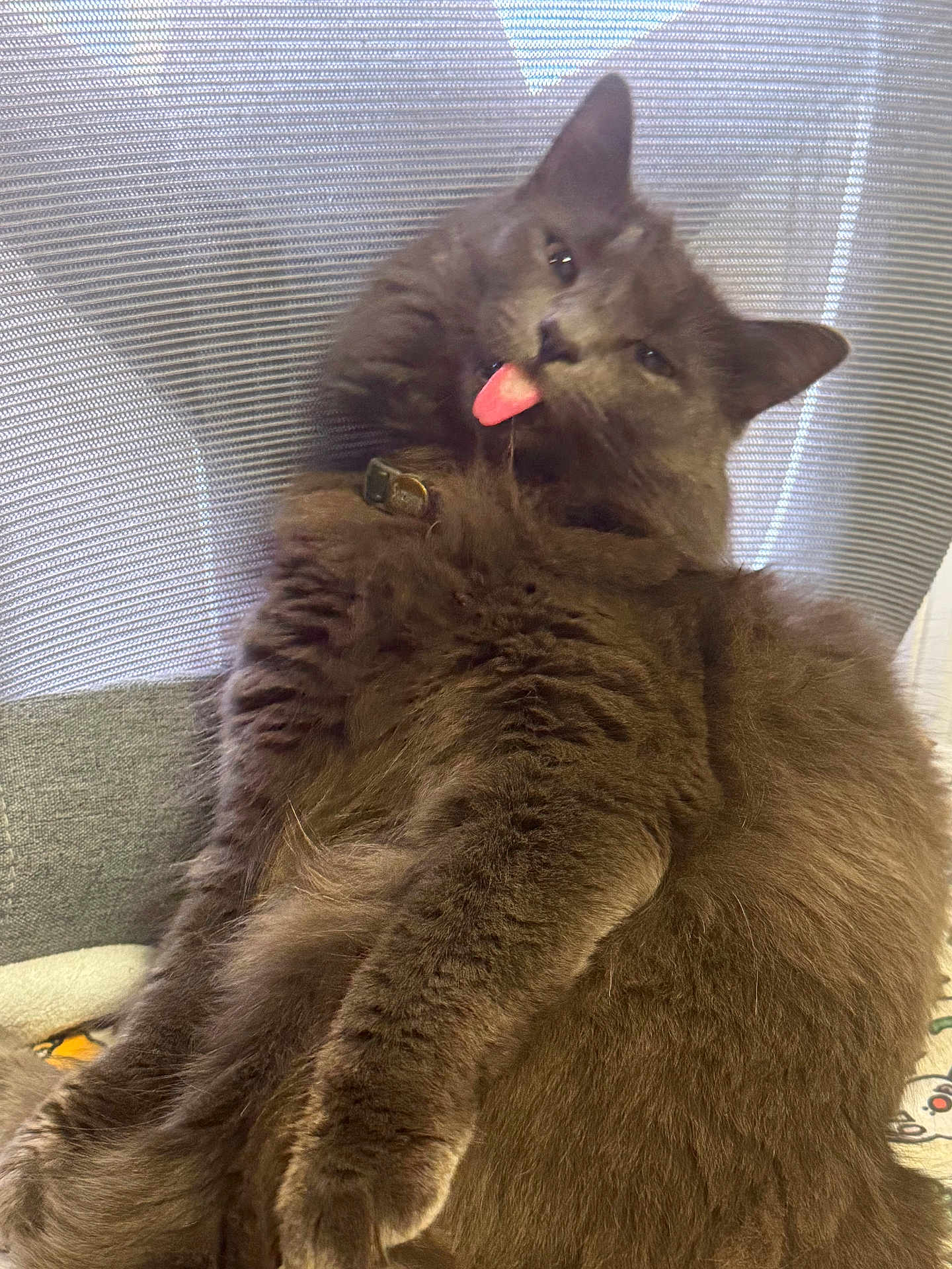 Suzume is registered to the contest to win money with this photo: animal, cat, chair, close_up, collar, cozy, cute, domestic_cat, feline, fluffy, funny_expression, fur, gray_cat, indoor, pet, playful, relaxed, sitting, tongue_out, whiskers