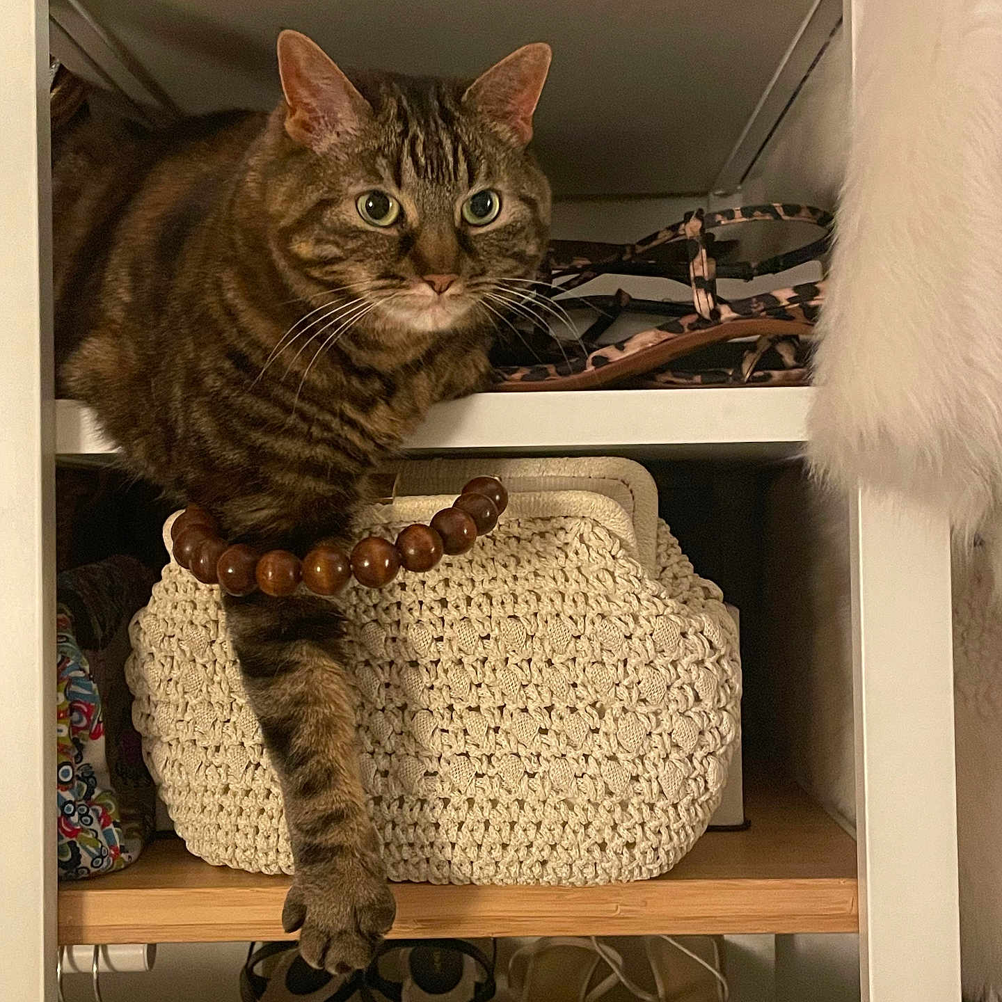 Fandogh participe au concours pour gagner de l'argent avec cette photo : bag, bracelet, cat, clothing_accessory, cozy, curious, fashion, footwear, furniture, home, indoor, knitted_bag, organized, pet, resting, shelf, shoe, storage, tabby_cat, wood
